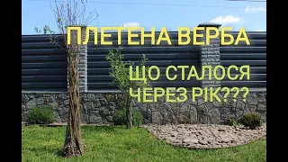 Плетена Верба, що з нею сталося?