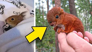 Baby-Eichhörnchen wird gerettet und gehört jetzt zur Familie!