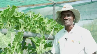 Hydroponics and the Turkana Basin Institute - A Green Transformation in the far North of Kenya