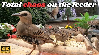 TV for cats to watch :  Total chaos at the feeder by the starling youngsters. lots and lots of birds