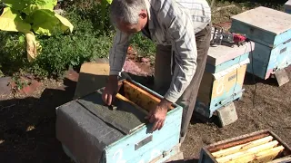 На пасеке у Дмитрия Юрьевича сокращение гнезда пчелы  в осень , на ульях Дадан. Работа с пчелотрясом