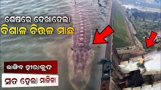 Hirakud Dam Big Chitala Fish Caught, Hirakud Dam In Danger 2023 | Malika Bachan | Hirakud dam news |