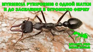 Развитие муравьев вида Myrmecia pyriformis (Мирмеция) с одной матки и до заселения в огромную ферму