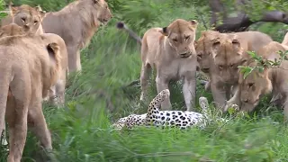 The lions caught the leopard. Here's what happened next