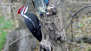 Male and female Pileated woodpeckers birding