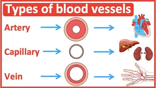 Types of blood vessels | Artery, capillary & vein | Easy learning video