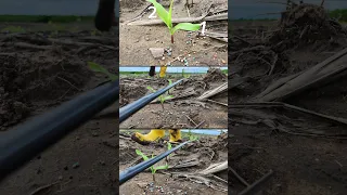 Cuándo fertilizar el cultivo de maíz en función a su etapa fenológica.