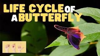 ASL Life Cycle of a Butterfly