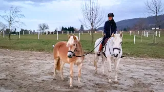 Erstes Mal als Handpferd!! Wunschtraum ♥ Vom gewonnen Fohlen zum Reitpferd ✮