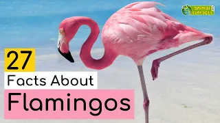 27 Facts About Flamingos - Learn All About Flamingos - Animals for Kids - Educational Video