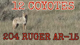 12 Daytime Coyotes Down 204 Ruger AR-15 Suppressed