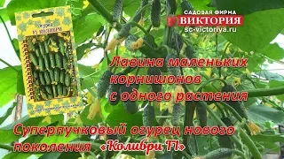 Суперпучковый огурец Колибри