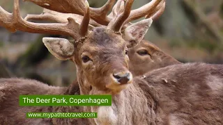 Copenhagen Deer Park (Dyrehaven) Why You Must Visit If You Love Spotting Wild Animals