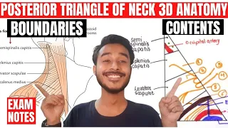 posterior triangle of neck anatomy 3d | anatomy of posterior triangle of neck