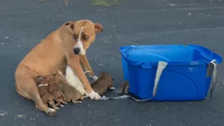 Mama Dog Abandoned In Parking Lot With Her Nine Recently Born Puppies