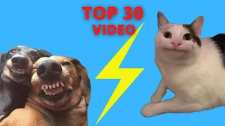 Top 30 Video - Funny Cat Videos That Will Smile You Laugh All Day Long