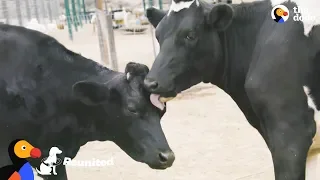 Blind Cow Is So Happy To Be Reunited With Her Sister | The Dodo Reunited