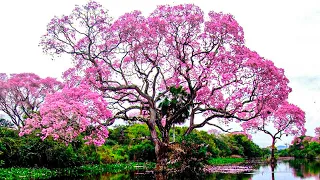 15 Arboles Más Hermosos Del Mundo Que Verás Por Primera Vez