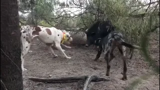 HUNTING WITH CATAHOULAS DOWN UNDER: Catahoulas bailing in the scrub