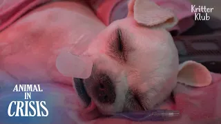 Dog Was First Abandoned And In Hit-And-Run.. What Can Go Any Worse? | Animal in Crisis EP198