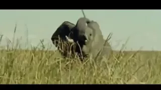 Как Африканцы охотеться на животных