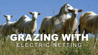 How To Set Up Rotational Grazing Paddocks with Electric Netting