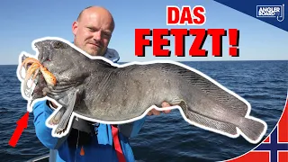 Köder pimpen mit Fischfetzen | Angeln in Norwegen auf Steinbeißer, Leng, Dorsch & Heilbutt