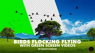 Birds Flocking Flying Free Video Download No Copyright