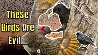 The Most Destructive Birds in North America