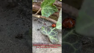 Süßer kleiner Marienkäfer 🐞