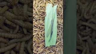 Mealworms vs CORN paper Tim elaps mealworms vs insect