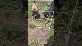 Baby goat zapped by electric fence