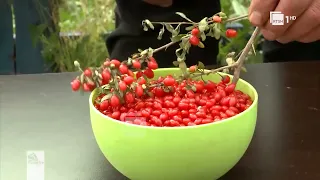 Rritja dhe kultivimi i “goji berry” në Shqipëri, Zia Keshi – Sipërmarrës|“Si në familje”