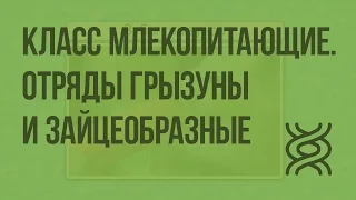 Класс млекопитающие. Отряды Грызуны и Зайцеобразные. Видеоурок по биологии 7 класс