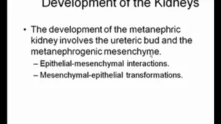 Development of the Kidney