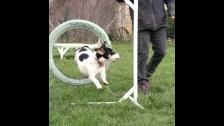 Séance d'agility dog du jour