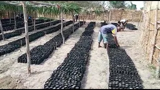 Behind the Scenes at TREES: Tabora, Tanzania Nursery