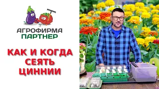 КАК И КОГДА СЕЯТЬ ЦИННИИ