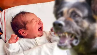 Dog Refuses To Let Baby Sleep Alone. Parents Find Out Why and Immediately Call The Cops