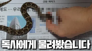 독사 살모사에게 물려보겠습니다.