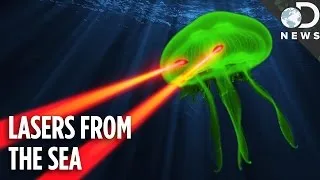 Jellyfish Lasers Are Revolutionizing Quantum Physics