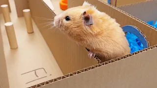 DIY Hamster Maze from Cardboard