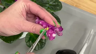 Pollinating African Violet