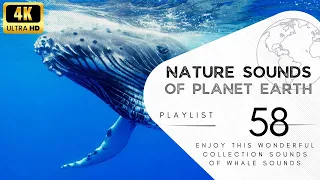 2 hours of pleasant natural sounds -Whale sounds.