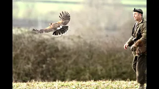 HARRIS HAWK WOODY GOES HUNTING HARE WITH EAGLES