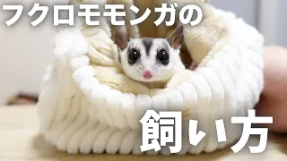 [Must-see for beginners! ] How to keep sugar gliders