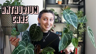 VELVET ANTHURIUM CARE | tips & tricks