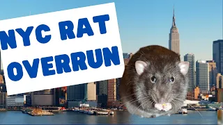 New York City Under Siege  The Shocking Truth about NYC Rat Infestation | World Facts Unraveled