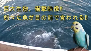 Giant grouper ate my fish!!ジャイアントグルーパーに魚をもっていかれました。