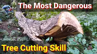 Dangerous cutting down tall tree || tree cutting skill in anticipation of a falling tree disaster ||